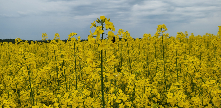 Rzepak Dekalb | Bayer