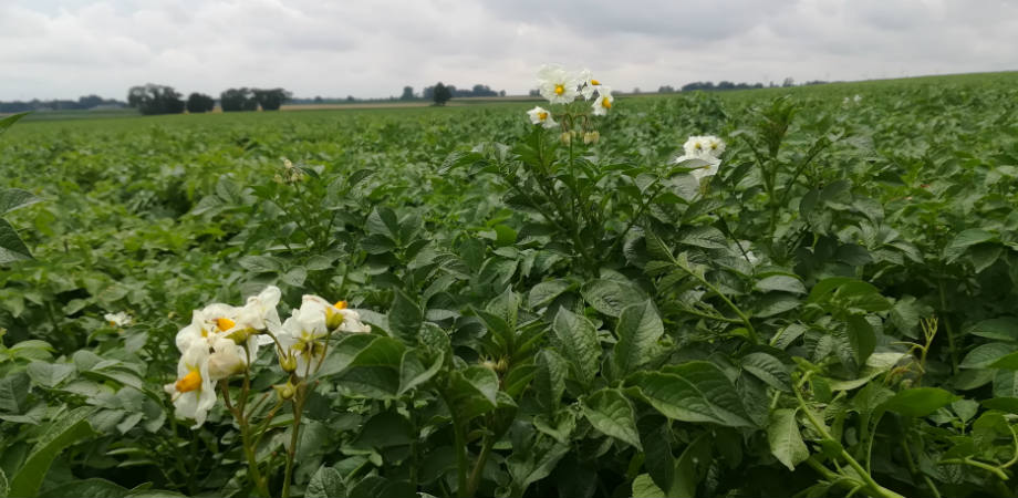 Utrzymanie plantacji ziemniaka wolnej od chwastów umożliwia sprawny zbiór i daje szanse na wysoki plon bulw o dobrej jakości