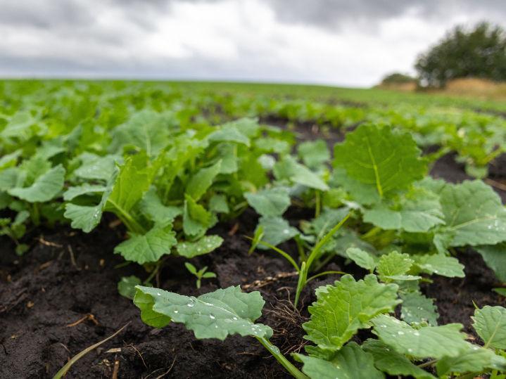 Raport występowania szkodników rzepaku- pierwszy tydzień marca