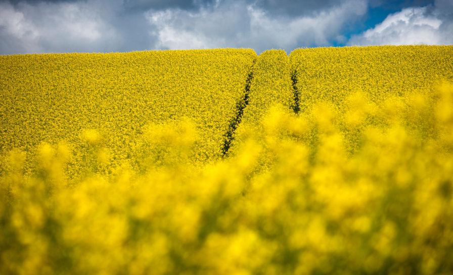 Acceleron® Precision – Precyzja w siewie rzepaku oczami firmy Bayer i HORSCH