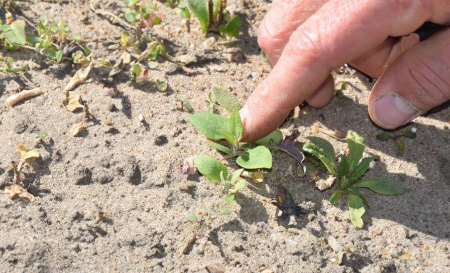 Conviso Smart ułatwia prowadzenie plantacji buraka cukrowego